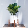 Đôn Gỗ [Wooden Plant Stand] (D30H25 Caramel)