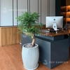 Tùng bồng lai [Chậu xám lớn]