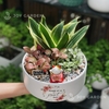Lưỡi hổ Great Day [Chậu TL20]
