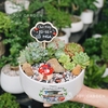Tiểu cảnh sen đá [Chậu TL20]