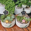 Tiểu cảnh sen đá [Chậu TL20]