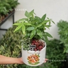 Kim ngân mix Lá may mắn [Chậu T15]