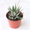 Móng Rồng [Haworthia Zebra Plant]