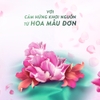 Dầu gội Rejoice Hương nước hoa mẫu đơn 632ml chai