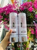 Bình đựng dầu gội sữa tắm NHỰA GẮN TƯỜNG kép - Kèm vít