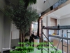 decor-cay-oliu-co-thu-khu-vuc-thong-tang-tai-du-an-fulton-regal-vinhomes-ocean-p