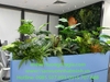 decor-he-thong-cay-xanh-nhan-tao-tai-tap-doan-fc-viet-nam