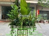 tuong-cay-gia-xu-huong-thiet-ke-moi-2026