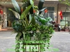 tuong-cay-gia-xu-huong-thiet-ke-moi-2026