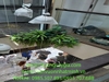 decor-cay-oliu-co-thu-khu-vuc-thong-tang-tai-du-an-fulton-regal-vinhomes-ocean-p