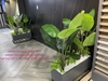 trang-tri-he-thong-cay-xanh-cho-showroom-gach-quang-ninh