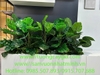 thi-cong-lap-dat-tieu-canh-kho-tai-showroom-gach-op-lat-tspace-royal-city-ha-noi
