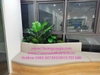 thi-cong-cay-gia-trong-bon-tai-cong-ty-bao-hiem-manulife-tp-vinh-nghe-an