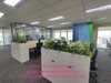 trang-tri-thi-cong-lap-dat-cay-xanh-tai-tap-doan-bosch-toa-nha-capital-place-so-