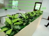 decor-buc-cay-la-nhan-tao-tai-nha-may-khu-cong-nghiep-nhon-trach-dong-nai
