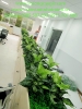 decor-buc-cay-la-nhan-tao-tai-nha-may-khu-cong-nghiep-nhon-trach-dong-nai