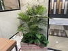 trang-tri-he-thong-cay-xanh-cho-showroom-gach-quang-ninh