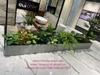 trang-tri-he-thong-cay-xanh-cho-showroom-gach-quang-ninh