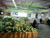 decor-buc-cay-nhan-tao-tai-cong-ty-kosatec-so-68-phan-dang-luu-phu-nhuan-tp-hcm