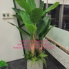 decor-chau-cay-chuoi-canh-cay-dua-canh-tai-cong-ty-bosch-29-lieu-giai-ba-dinh-ha