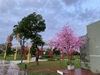 thi-cong-cay-hoa-anh-dao-tai-du-an-vinhomes-smart-city