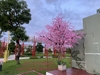 thi-cong-cay-hoa-anh-dao-tai-du-an-vinhomes-smart-city