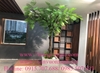 thi-cong-cay-phuong-vi-nhan-tao-tai-47-vo-chi-cong