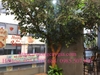 cung-cap-va-lap-dat-cay-si-xanh-tai-hoa-chanh-coffee-ha-noi