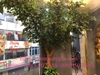 cung-cap-va-lap-dat-cay-si-xanh-tai-hoa-chanh-coffee-ha-noi