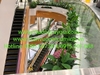 decor-cay-hoa-la-tai-lan-can-thong-tang-tttm-vicom-mega-mall-vu-yen-hai-phong