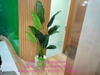 thi-cong-cay-gia-trong-bon-tai-cong-ty-bao-hiem-manulife-tp-vinh-nghe-an