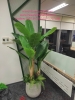 decor-chau-cay-chuoi-canh-cay-dua-canh-tai-cong-ty-bosch-29-lieu-giai-ba-dinh-ha