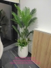 decor-chau-cay-chuoi-canh-cay-dua-canh-tai-cong-ty-bosch-29-lieu-giai-ba-dinh-ha