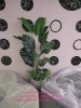decor-chau-cay-chuoi-canh-cay-dua-canh-tai-cong-ty-bosch-29-lieu-giai-ba-dinh-ha