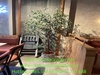 chau-cay-o-liu-decor-cho-nha-hang-khach-san-nha-o-van-phong-nang-tam-khong-gian-