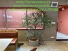 chau-cay-o-liu-decor-cho-nha-hang-khach-san-nha-o-van-phong-nang-tam-khong-gian-