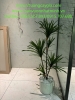 thi-cong-lap-dat-tieu-canh-kho-tai-showroom-gach-op-lat-tspace-royal-city-ha-noi