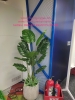 decor-chau-cay-chuoi-canh-cay-dua-canh-tai-cong-ty-bosch-29-lieu-giai-ba-dinh-ha