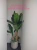 decor-chau-cay-chuoi-canh-cay-dua-canh-tai-cong-ty-bosch-29-lieu-giai-ba-dinh-ha