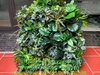 thi-cong-vach-cay-gia-cho-nha-hang-tai-pho-noi-hung-yen
