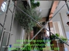 decor-cay-oliu-co-thu-khu-vuc-thong-tang-tai-du-an-fulton-regal-vinhomes-ocean-p
