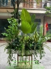 tuong-cay-gia-xu-huong-thiet-ke-moi-2026