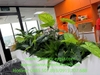 decor-he-thong-cay-xanh-nhan-tao-tai-tap-doan-fc-viet-nam