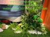 thi-cong-lap-dat-tieu-canh-kho-tai-showroom-gach-op-lat-tspace-royal-city-ha-noi