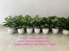 cung-cap-va-decor-cac-chau-cay-ngu-gia-bi-khoai-mon