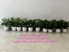 cung-cap-va-decor-cac-chau-cay-ngu-gia-bi-khoai-mon