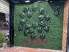 thi-cong-tuong-co-diem-la-trau-ba-rach-tai-320-thai-ha-ha-noi