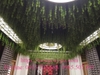 vuon-cay-day-leo-moc-nguoc-tai-trung-tam-the-hinh-gym-quang-trung-go-vap