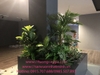 trang-tri-buc-cay-gia-tai-showroom-noi-that-hung-tuy-cat-linh-ha-noi