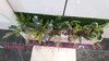 trang-tri-cay-gia-trong-ho-p-go-nhu-a
